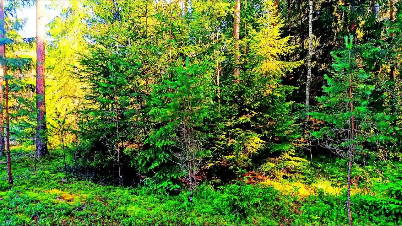 Лесная терапия в формате 4K 🌲 Спокойное пение птиц и целебные звуки природы