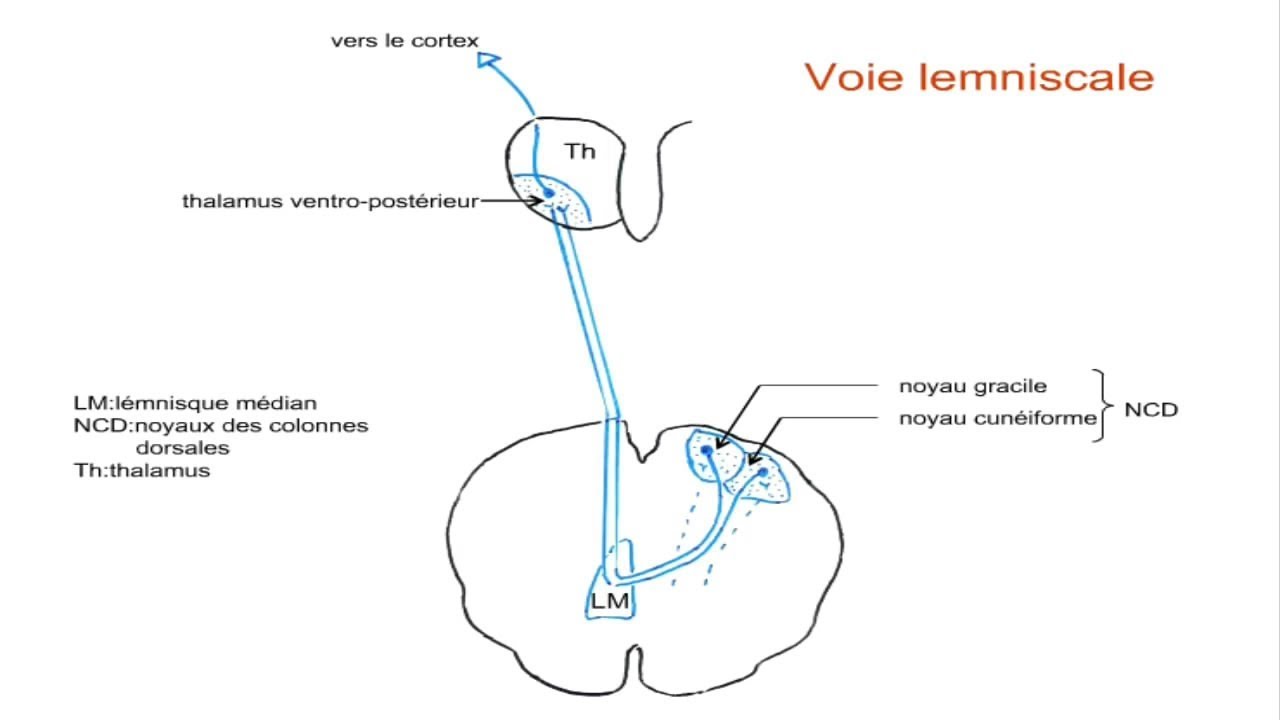 Somesthésie