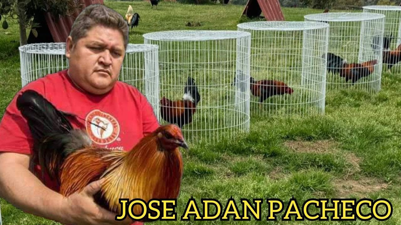 MEXICO 💯 Jose Adan Pacheco Show Beautiful Birds Rancho El Amarillo