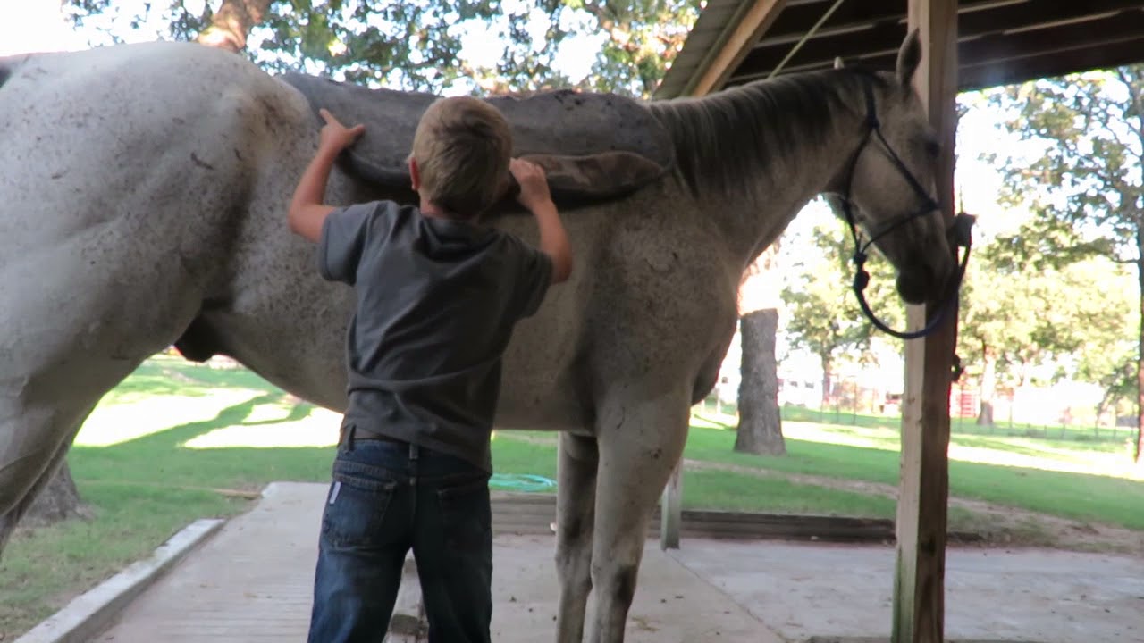 Dr Pepper - DP - Automatic kid's barrel horse - gray gelding - buster Ranch