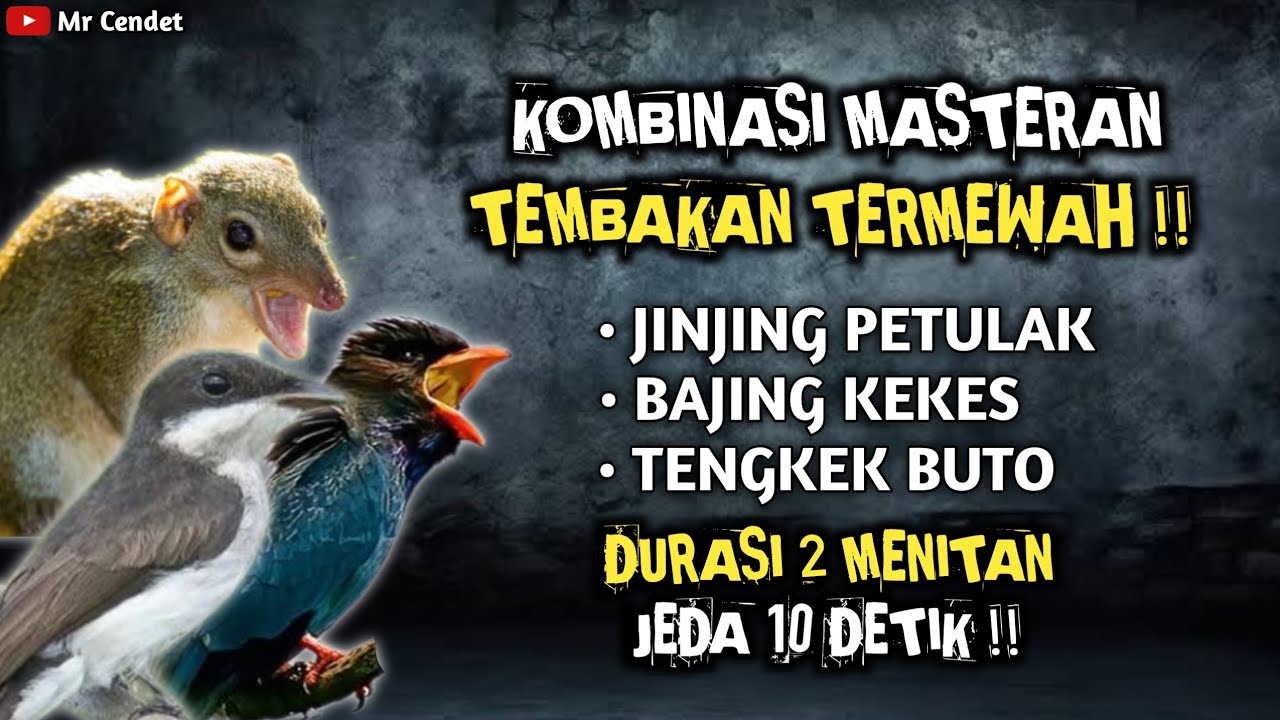 KOMBINASI MASTERAN TEMBAKAN TERMEWAH || JINJING PETULAK, BAJING KEKES DAN TENGKEK BUTO !!