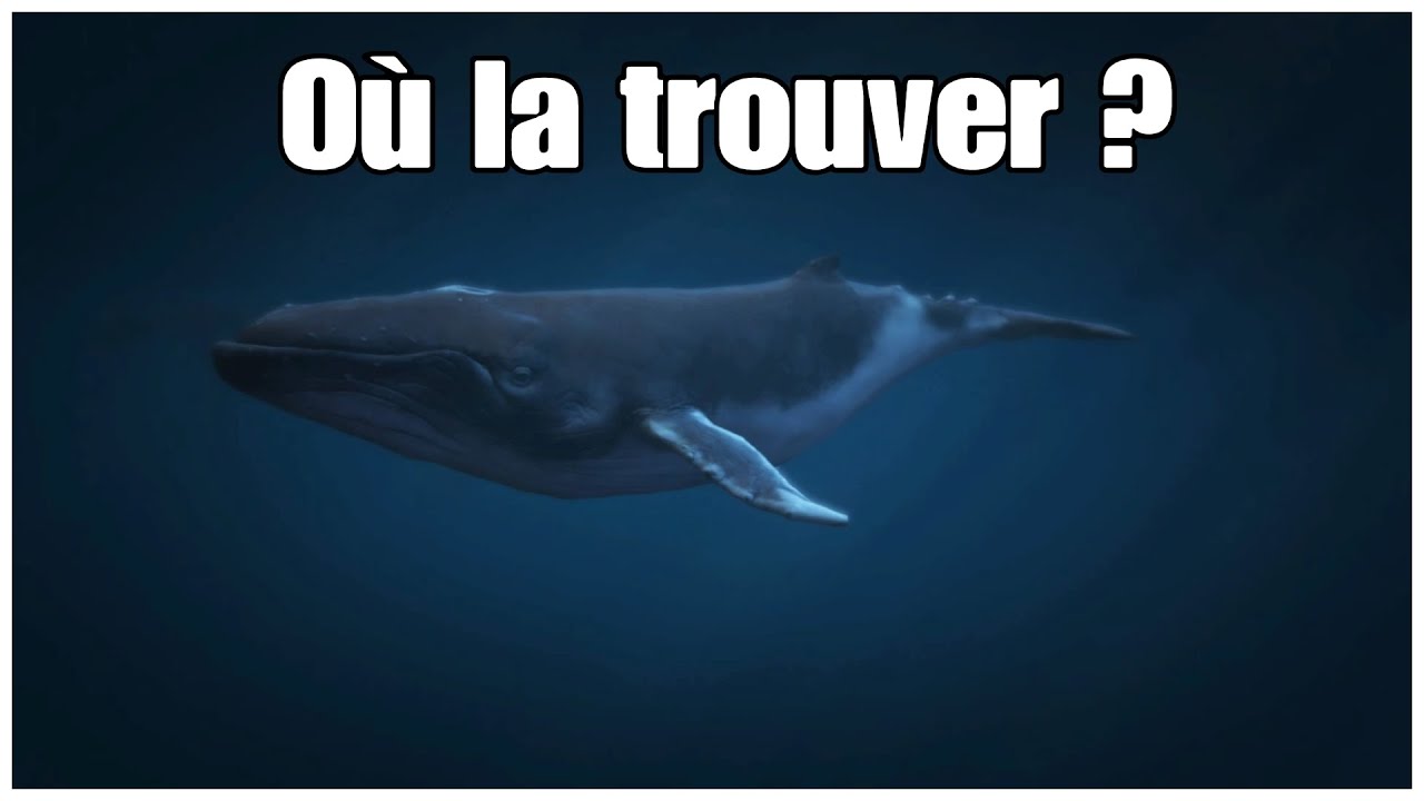 COMMENT TROUVER LA BALEINE SUR GTA V (mode histoire)