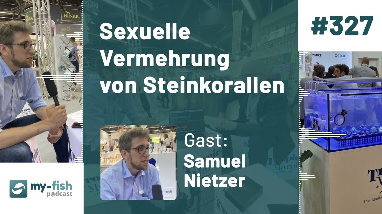 my-fish.org - Sexuelle Vermehrung von Steinkorallen - Wissenschaftliche Weltneuheit (Samuel Nietzer)