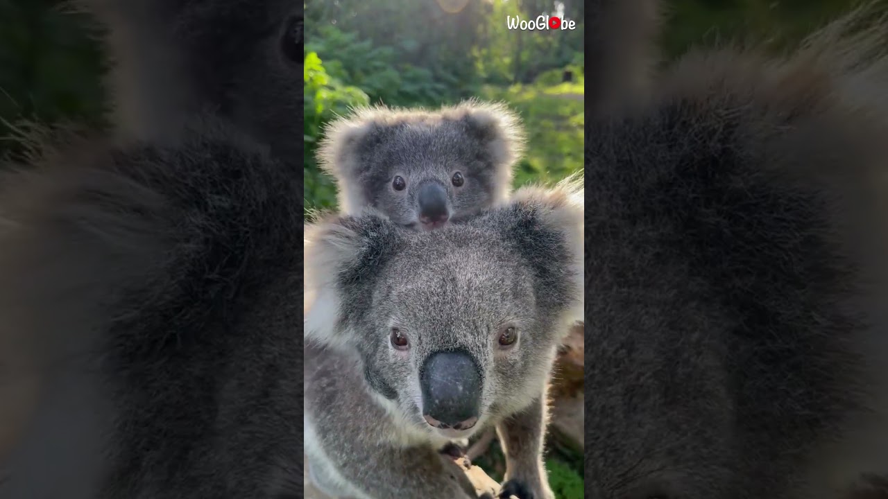 Mother and baby koala are insanely adorable