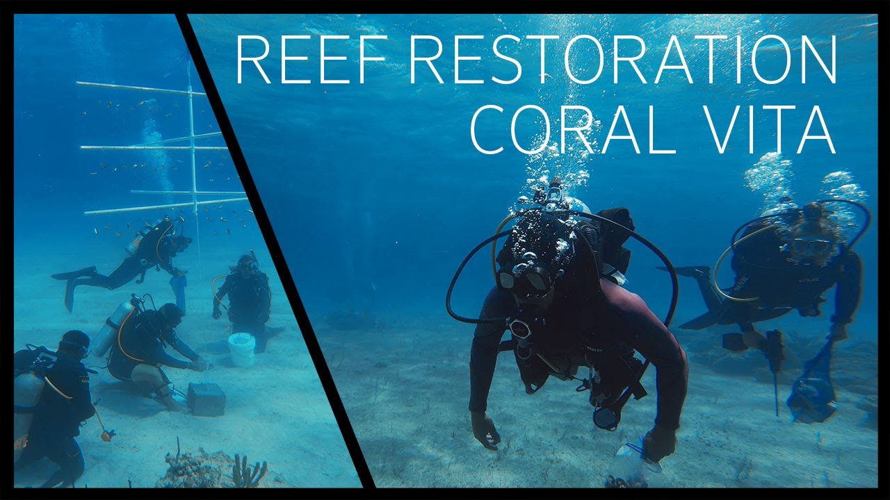 Coral Vita  Coral Reef Restoration Experts and BBC Earthshot Prize Winners  - OCEANS Project e004