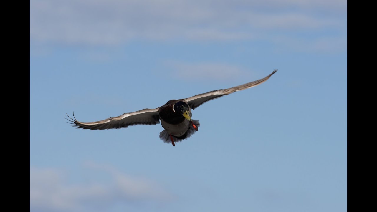 Going Public for Mallards