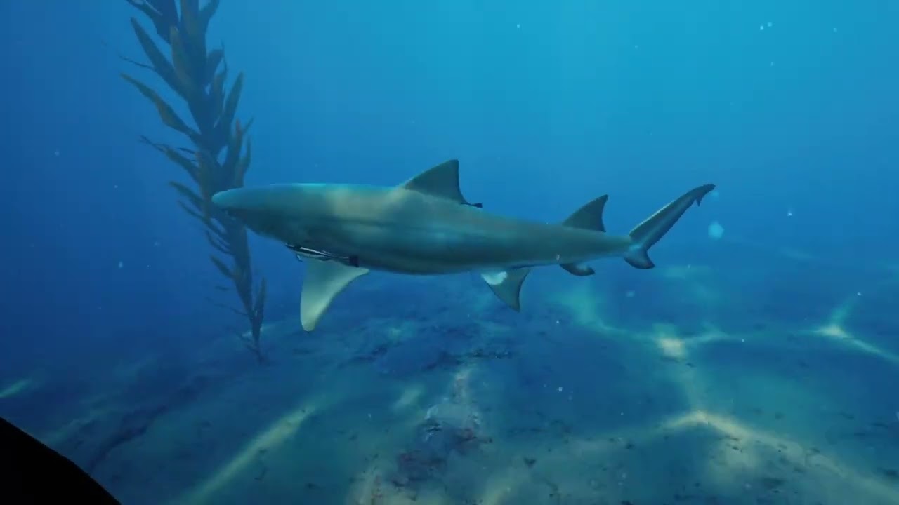 Subside | Finding Hidden Objects in Cobalt Cove