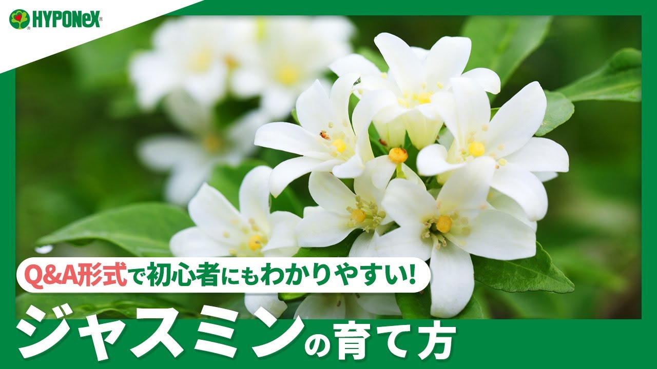 ☘:223【Q&A】ジャスミンの育て方｜毎年元気に咲かせる管理方法は？水やりや肥料などの管理方法もご紹介｜【PlantiaQ&A】植物の情報、育て方をQ&A形式でご紹介