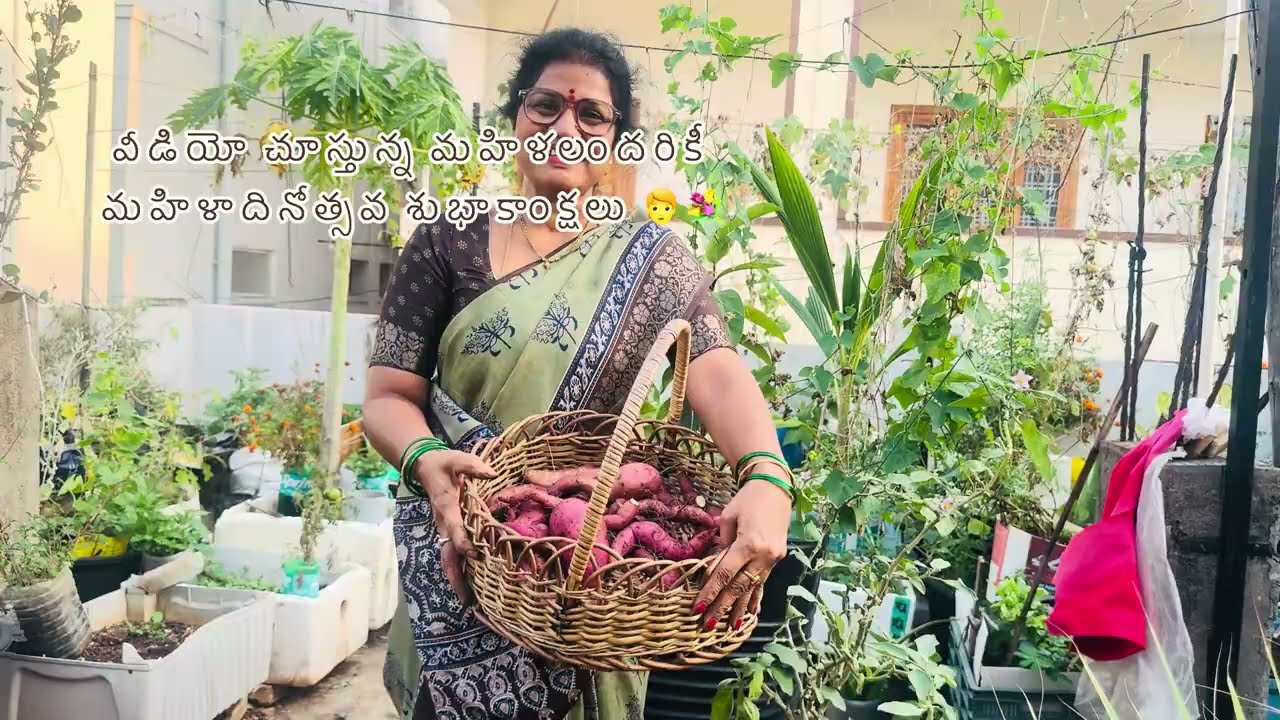 మన తోటలో మళ్లీ చిలగడదుంపలు వచ్చాయి 🍠😍