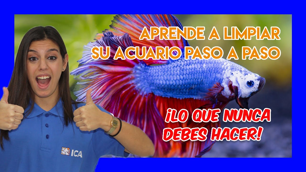 PEZ BETTA - Mantenimiento y limpieza de su acuario