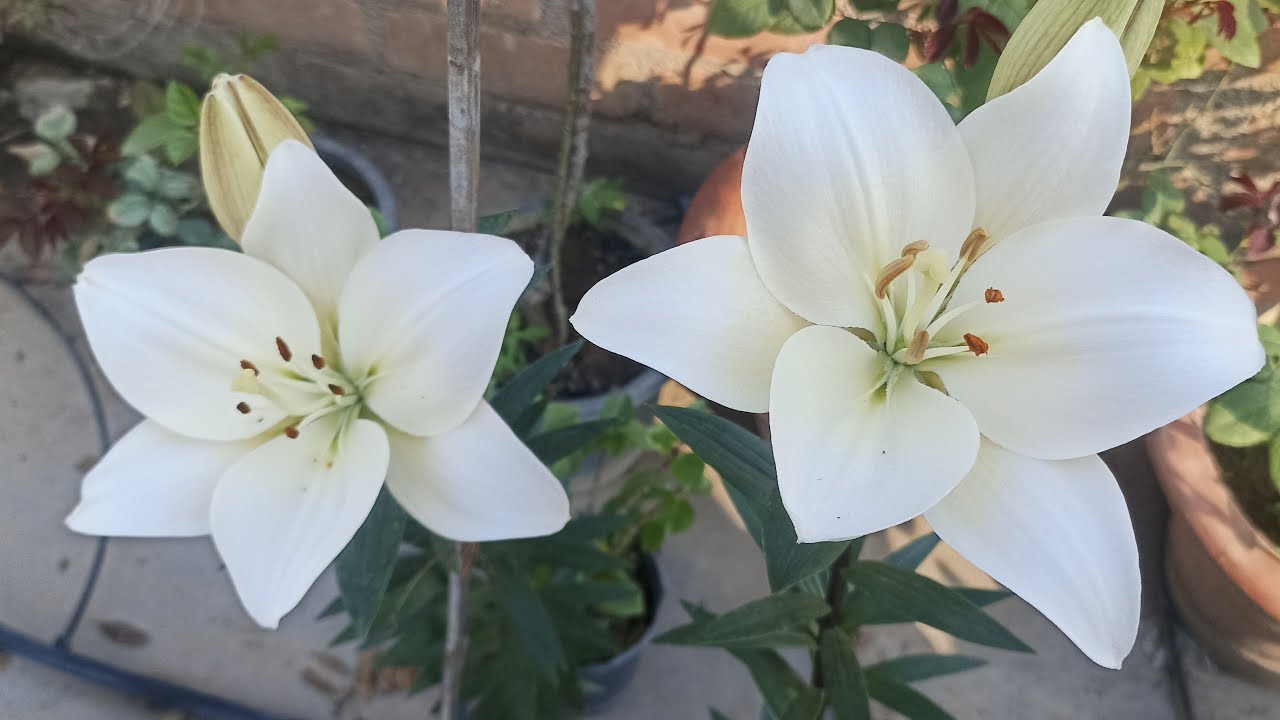 Madhu gardening is live#live