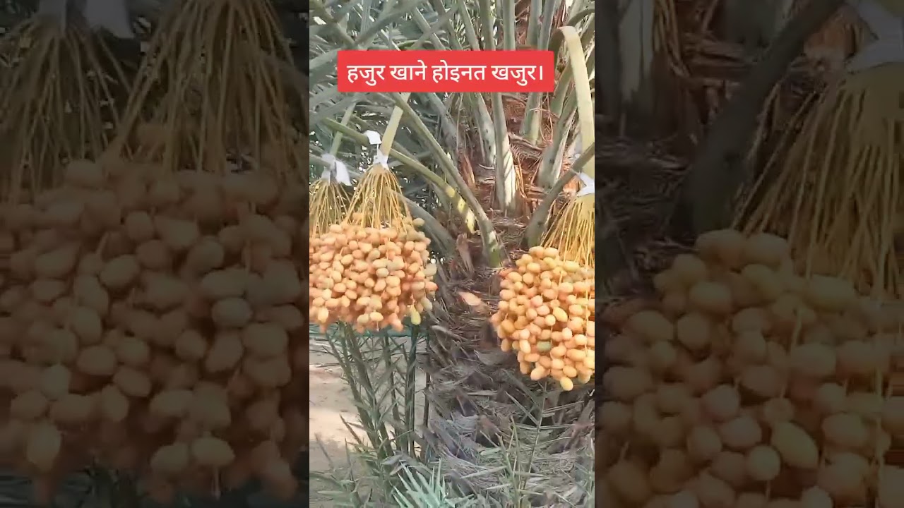 khajur pakyo