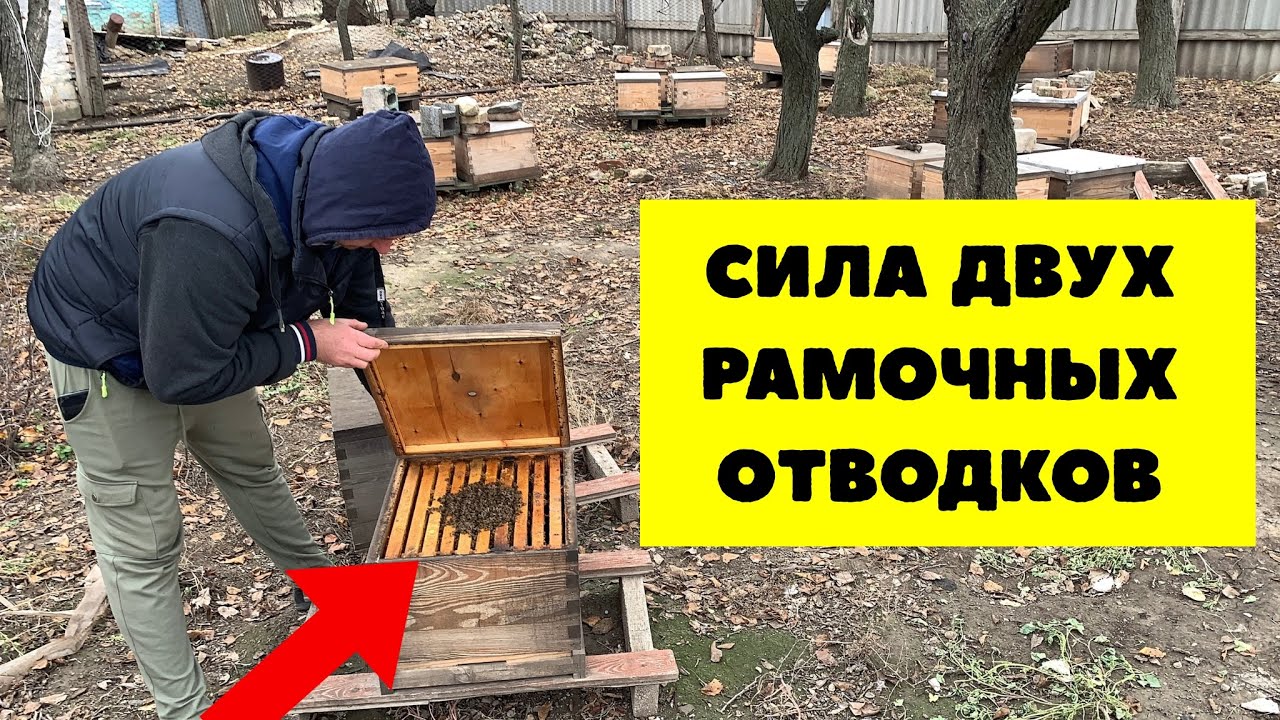 Как выглядят отводки сделаные на две рамки расплода. Сила отводков идущих в зиму