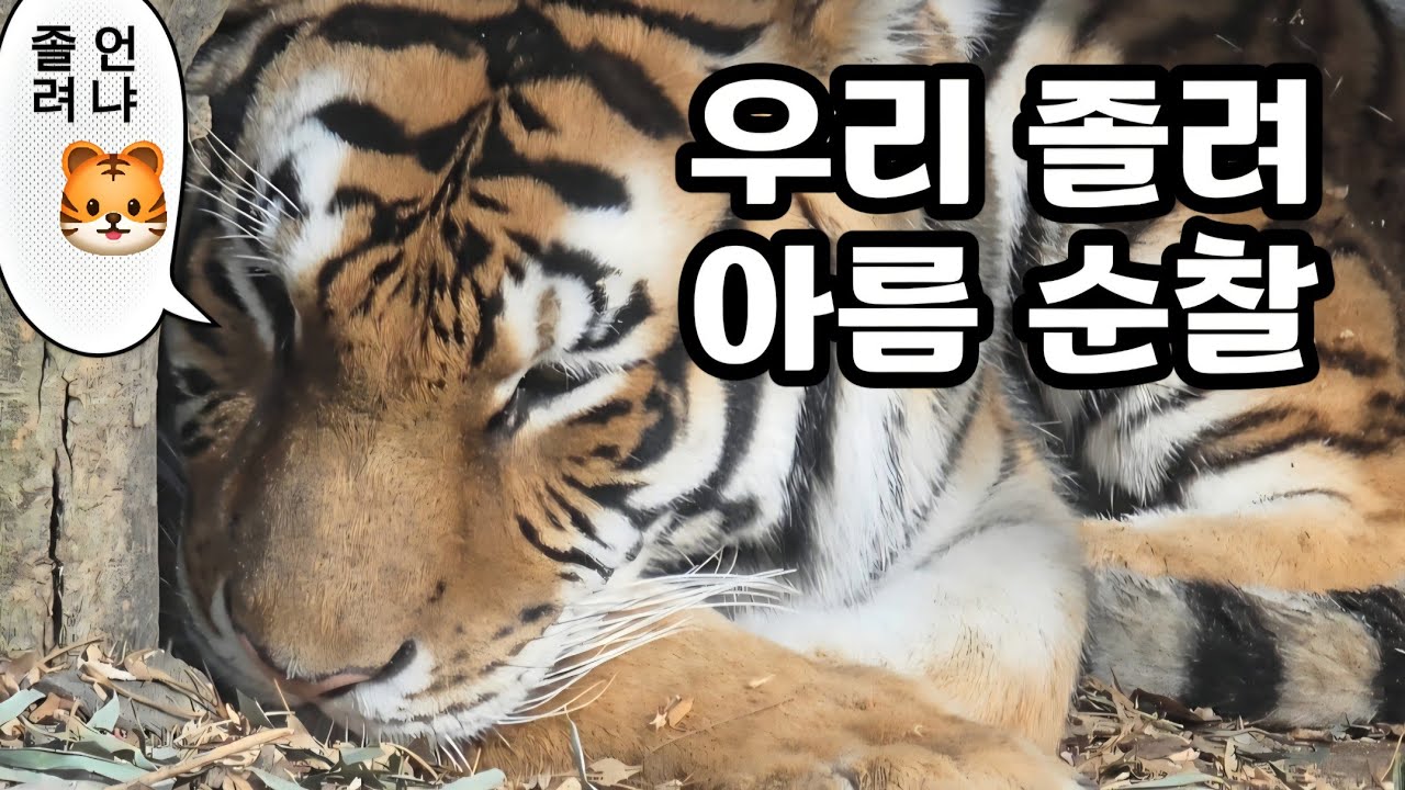 타이거밸리 🎦우리 졸려, 아름 순찰🎦 💕🐯첫째 아름🐯셋째 우리💕 🗓20260126