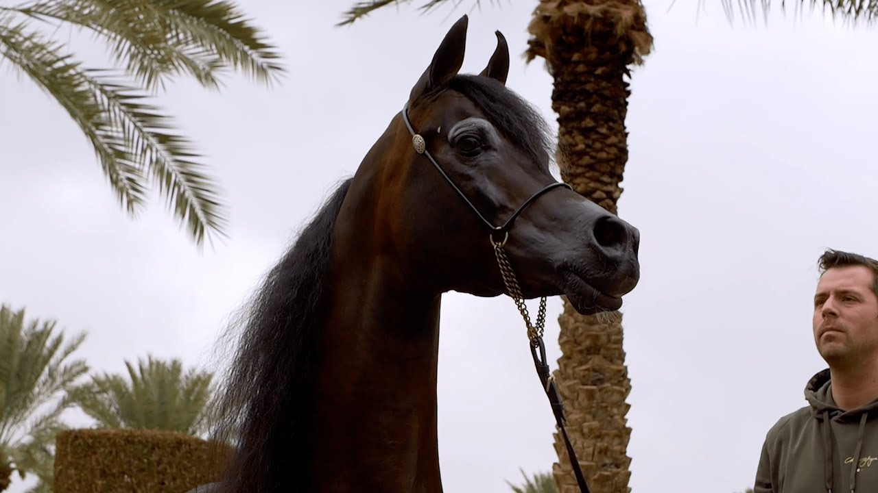 EMERALD J - 2023 PSAIAHF Platinum Champion Stallion