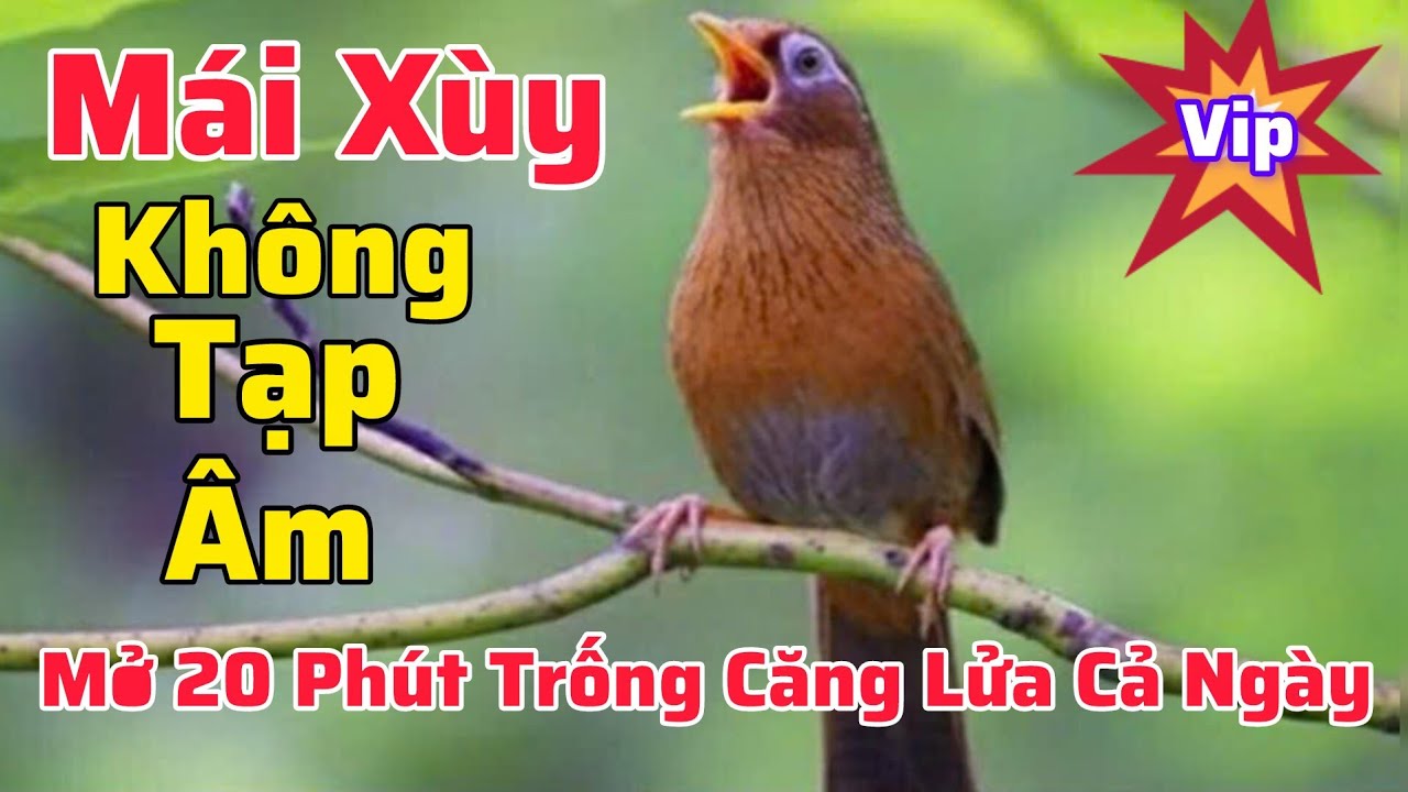 Mái Xùy Kích trống liên tục không tạp âm trống nghe là hót căng lửa cả ngày #hoamihothay 
