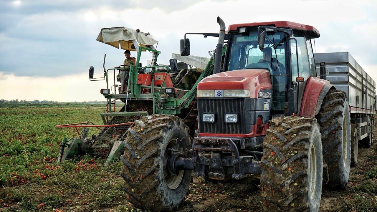 Raccolta Pomodori | NEW HOLLAND G210/ Guaresi 89-93 | Tomato Harvest in Italy