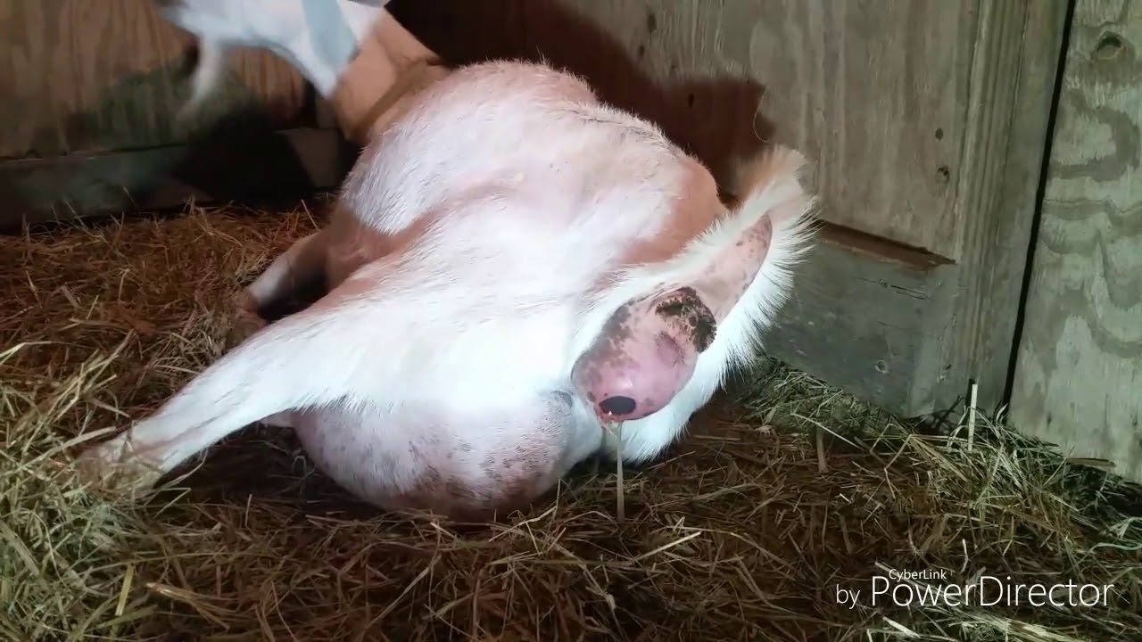 Mini Nubian Goat Giving Birth