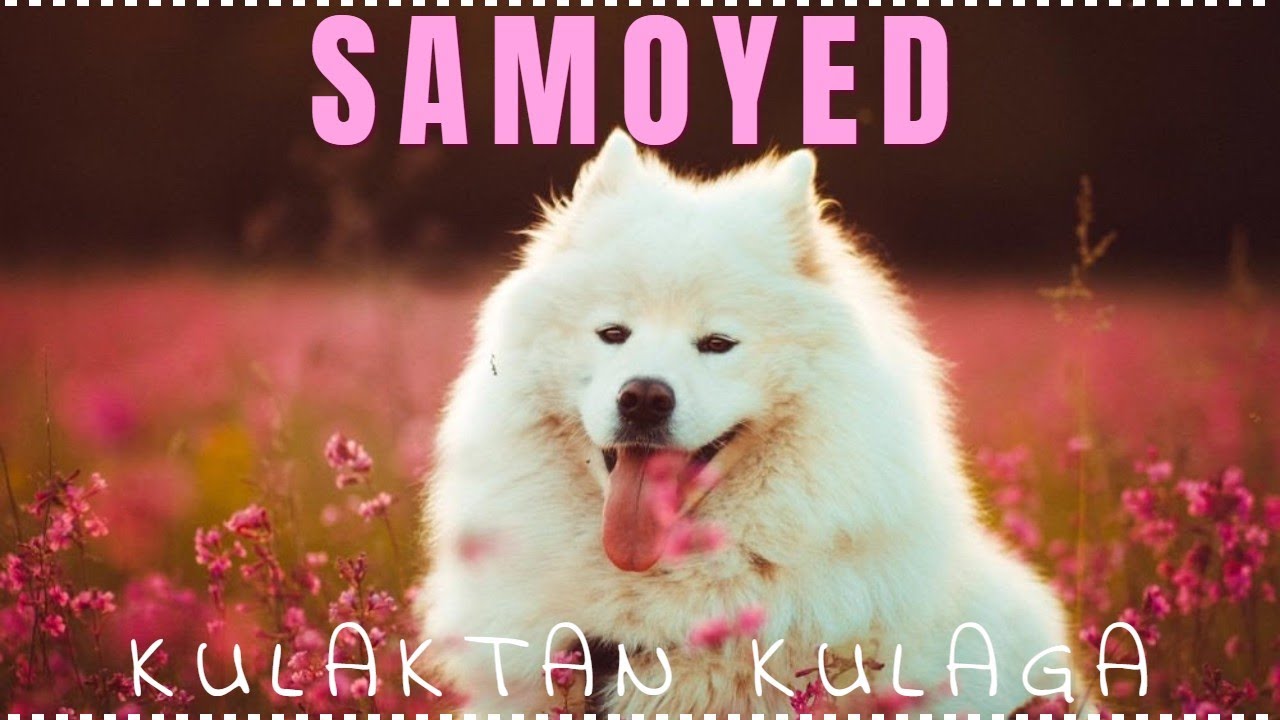 Evde ve Apartmanda Bakılabilecek Zeki Köpek Cinsi Samoyed 