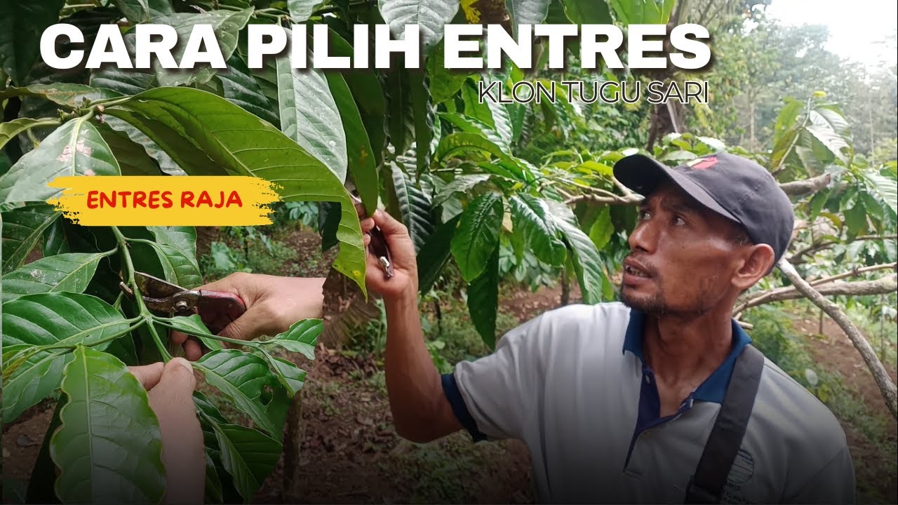 Cara memilih entres kopi yang benar / Entres Klon TS / Cara memilih entres kopi / Cara stek kopi