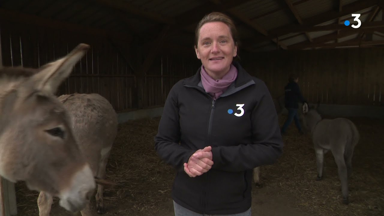 Anes du Cotentin : par ici les bébés!