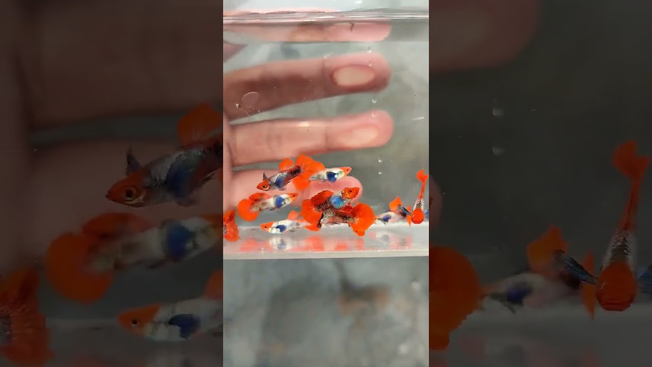 Guppy Platinum Red Tail Big Ear Koi