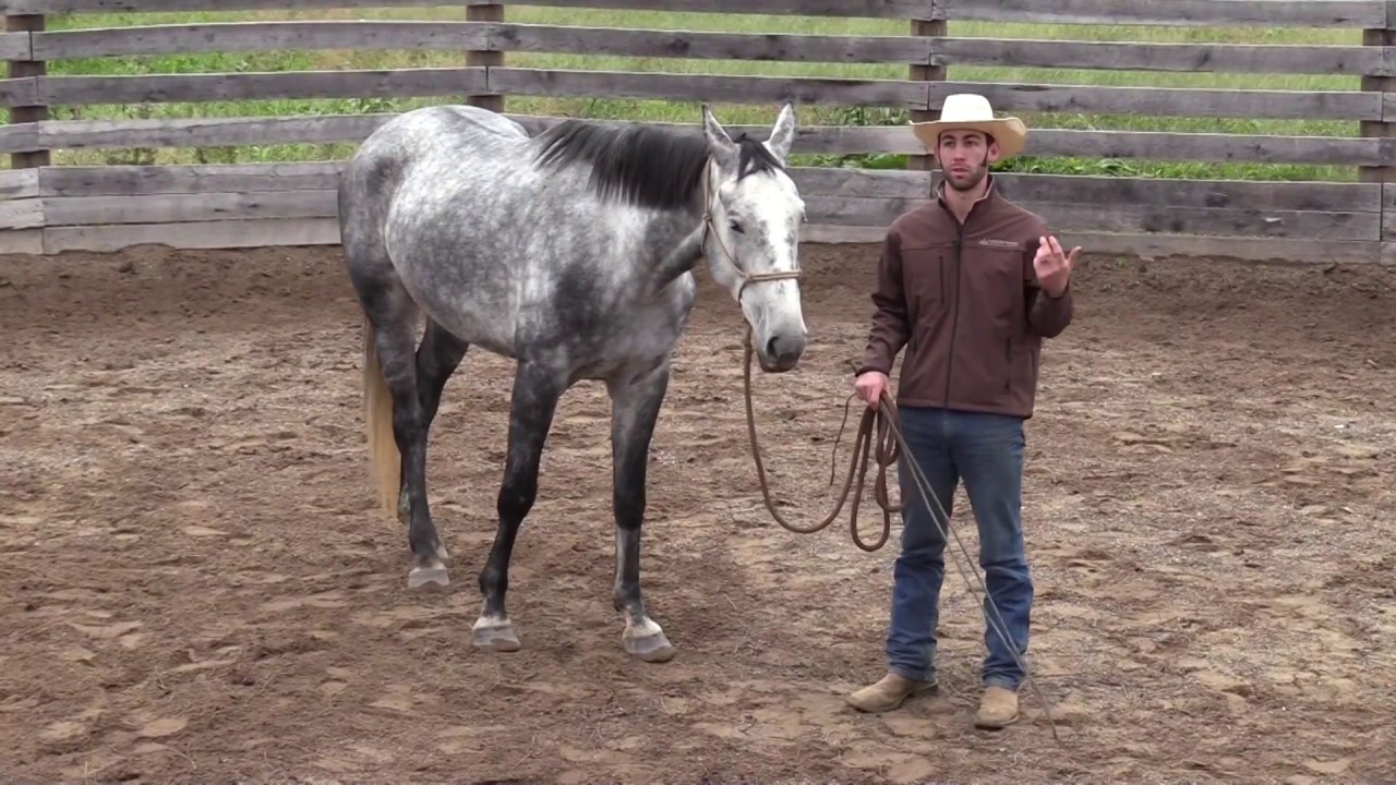 Teaching Your Horse to Work at Liberty Series | Developing Draw & the Stop Cue