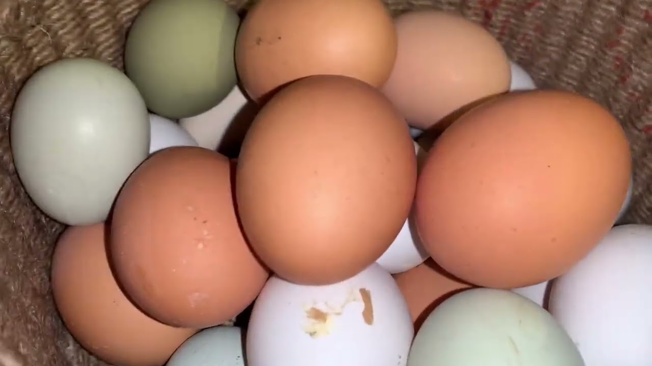 Индоут(селезень)работает😃🥳🥳🥳Ура Ура Ура🙃Наконец-то😊Сколько сегодня яиц⁉️25 января 2026г