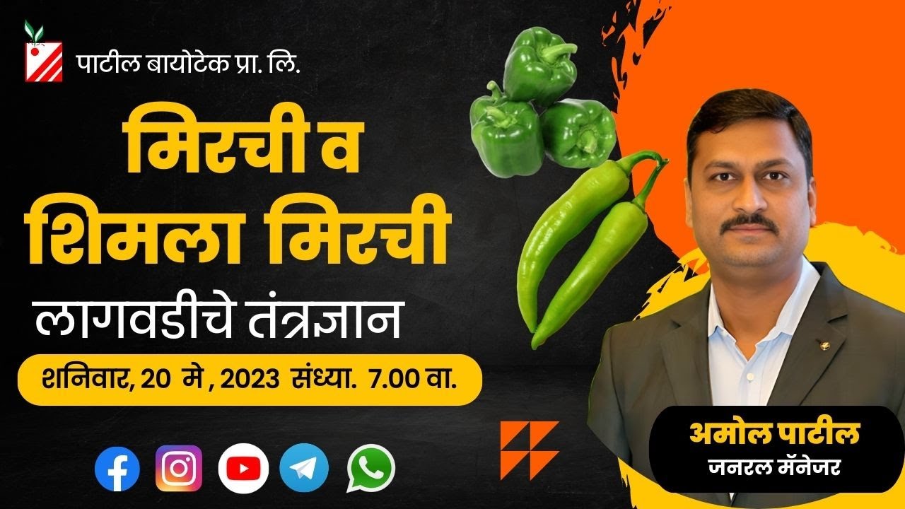 मिरची व शिमला  मिरची लागवडीचे तंत्रज्ञान  #patilbiotech