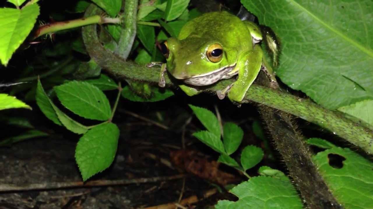 夜に鳴くモリアオガエルたち