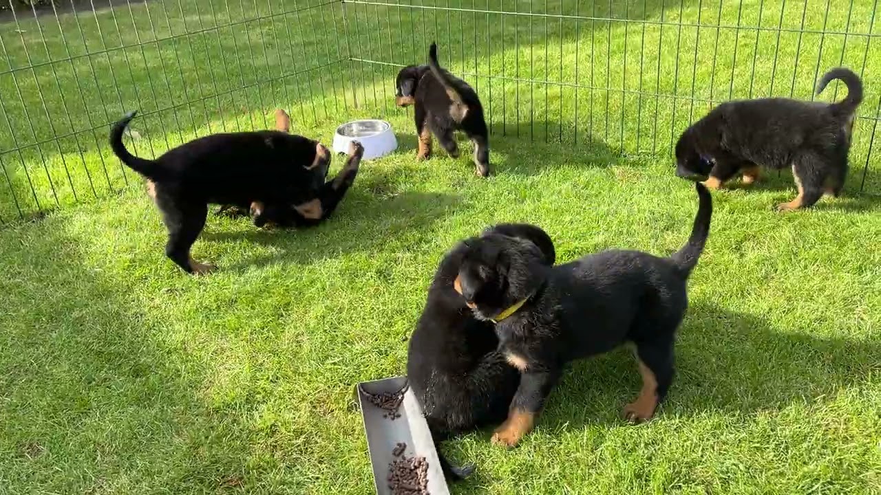 De Leemlande Rottweilers - Pups 7 weken oud - Nanuc v.d. Leemlande x Ex von der Blauen Welle