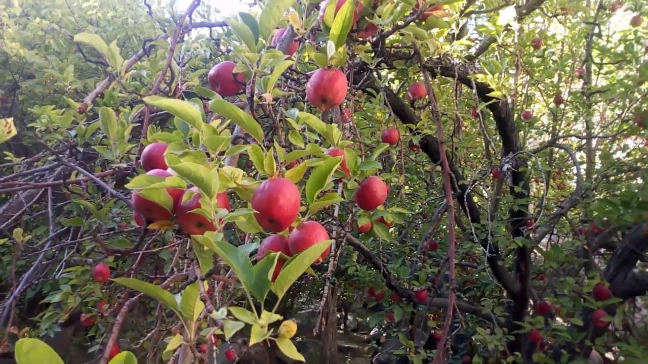 World's best Apple Saspolo from northern Pakistan