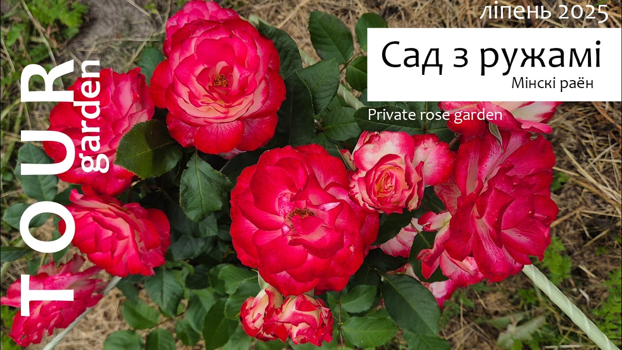 Прыватны сад з ружамі / Рrivate rose garden (SUB)