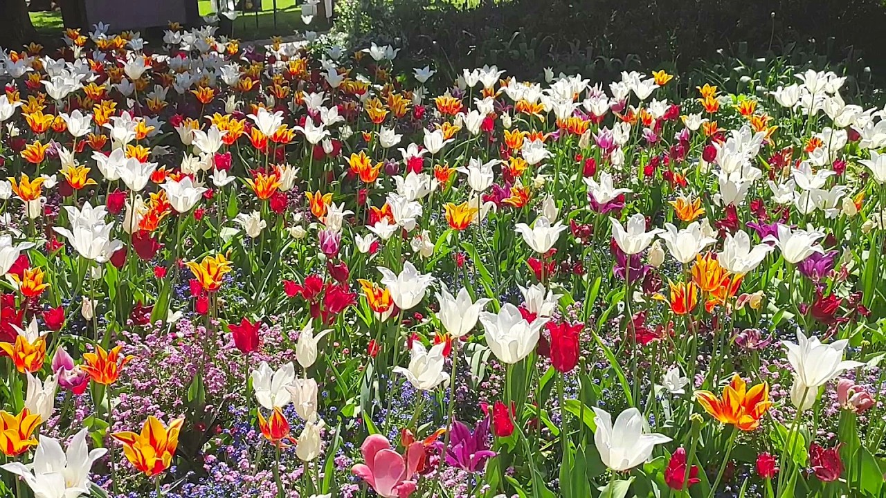 Tulips in Bloom | Unusual Varieties & Inspiring Garden Displays