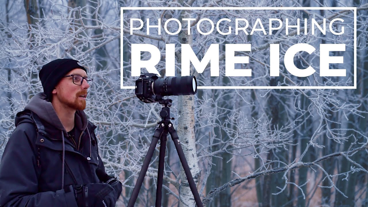 Woodland Photography With HEAVY Rime Ice Covering the Aspen Forest