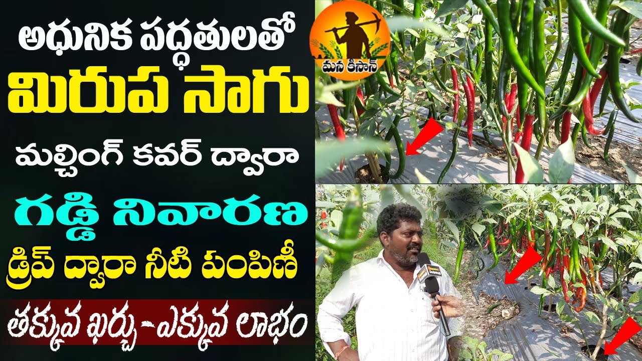 Mirchi nalli nivarana |ఆధునిక పద్ధతిలో మిరప సాగు | Aku mudata |nivarana | Mana Kisan Tv