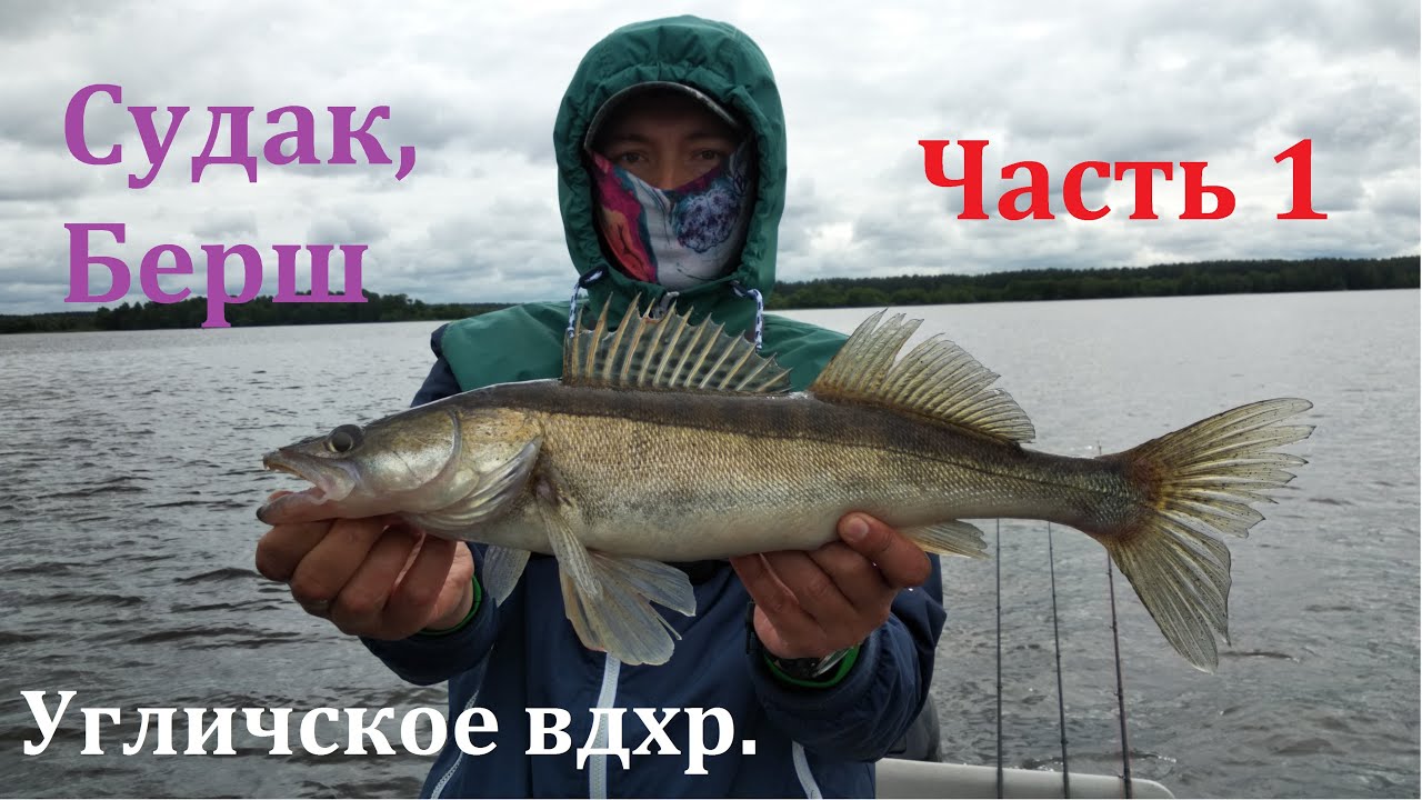 Угличское вдхр. Судак и берш. Часть 1