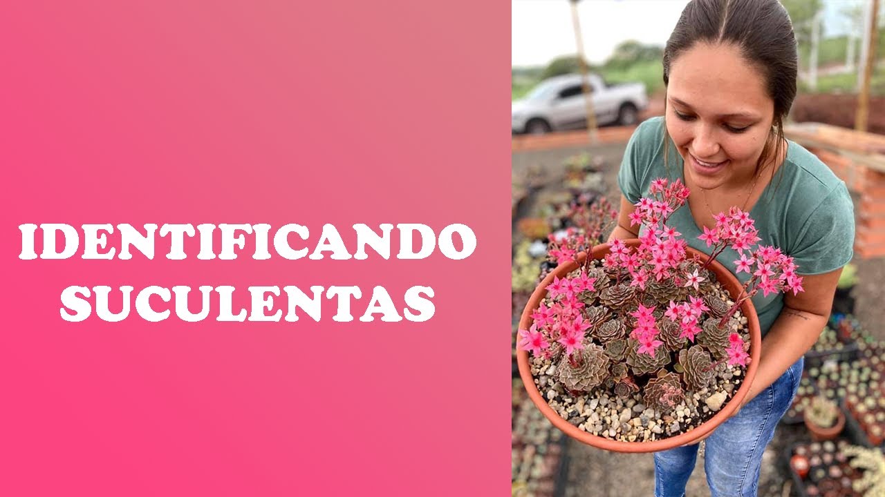 IDENTIFICANDO SUCULENTAS 🍀