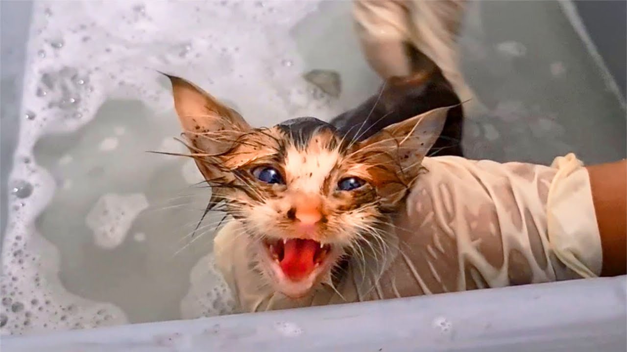 Kitten Got Dirty And Bath Again, Kitten Hates Baths