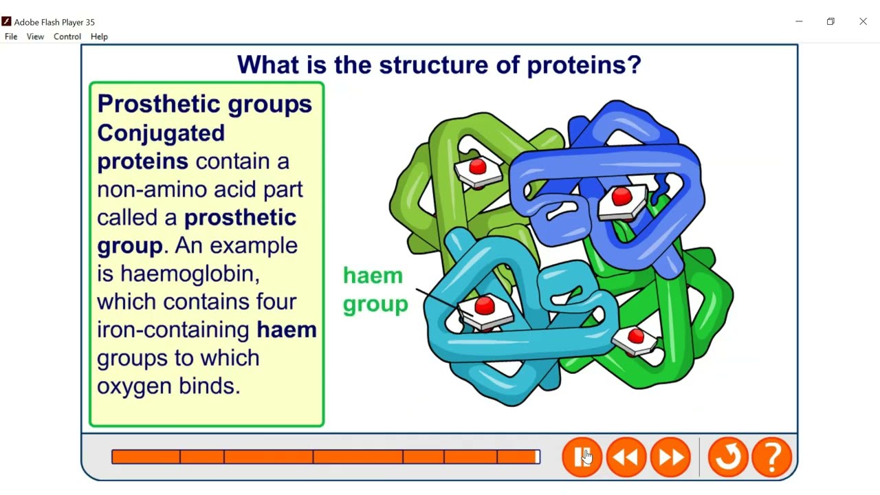 Protein structure and function ANIMATION