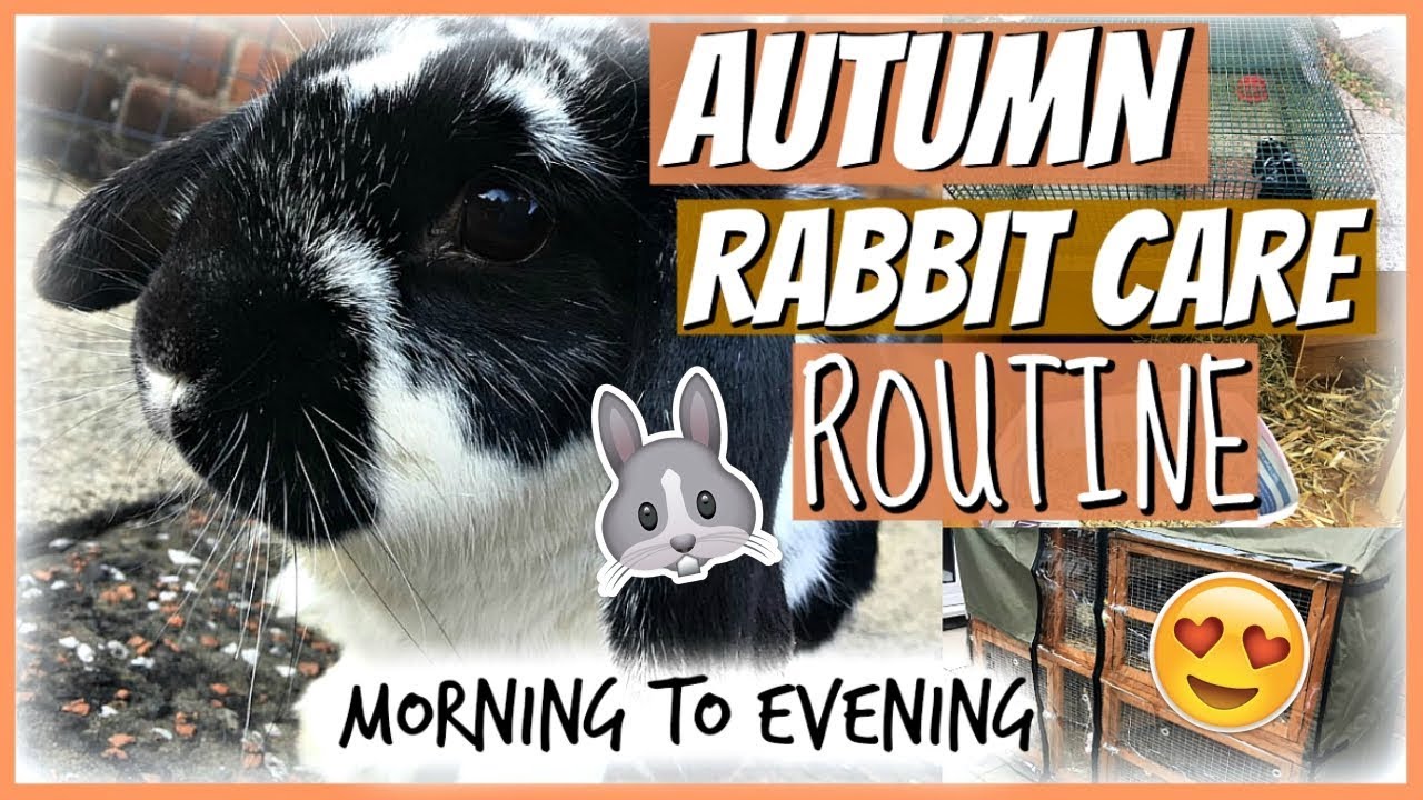 AUTUMN RABBIT CARE ROUTINE: Morning To Evening | RosieBunneh