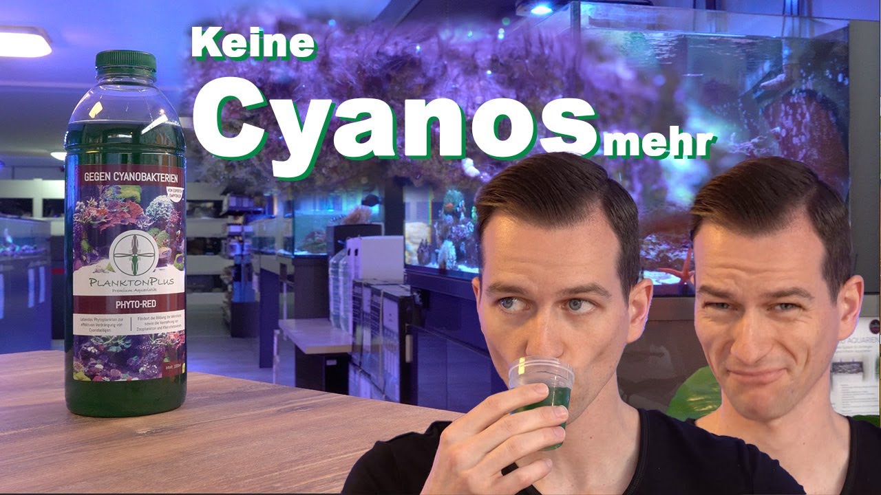 Plankton gegen CYANOBAKTERIEN im Meerwasseraquarium *Problemlösung* - PlanktonPlus Aquaristik