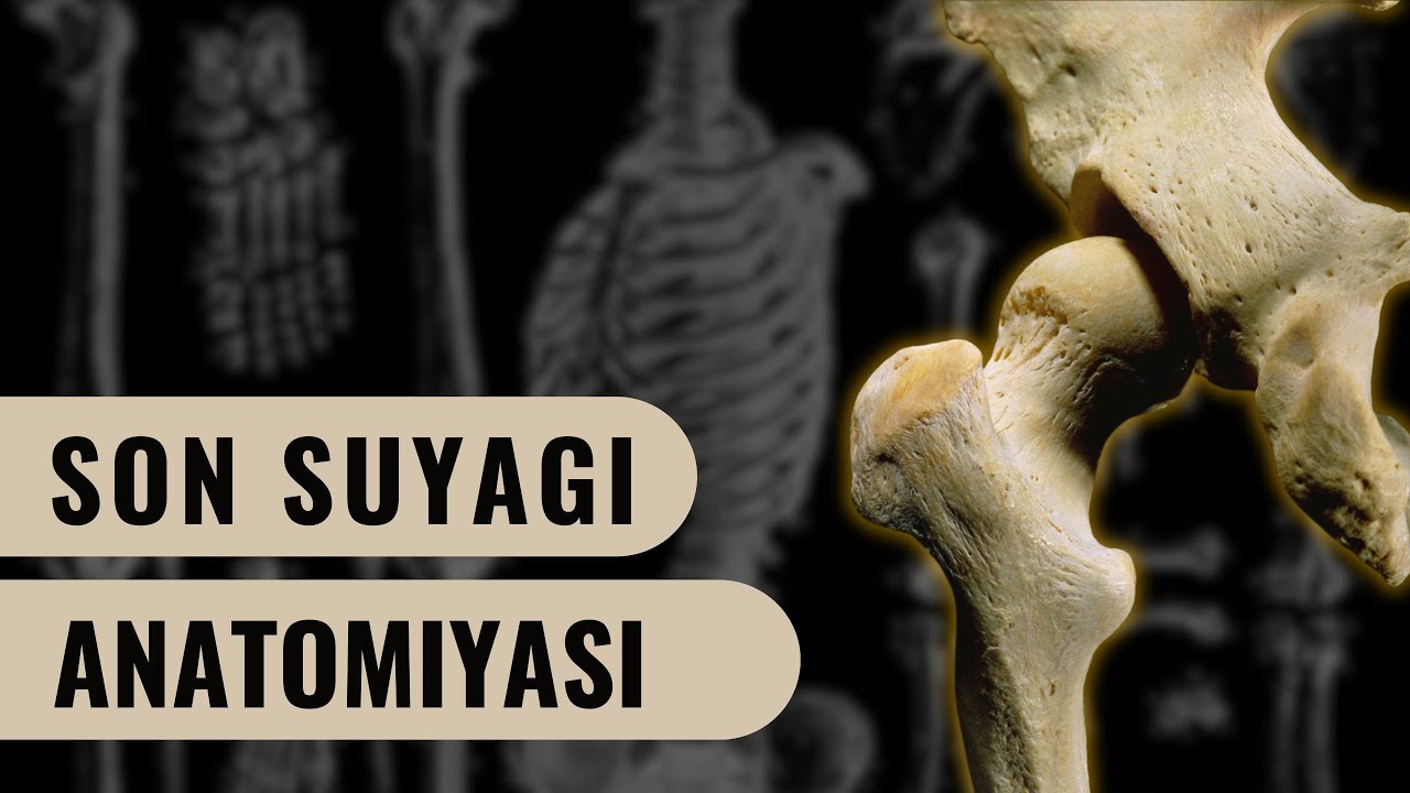 SON SUYAGI ANATOMIYASI | OS FEMUR