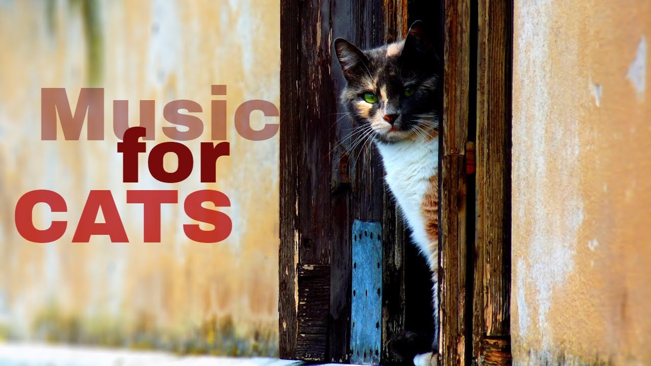 1/2 HOUR of Relaxing Music for Cats, Owners, Music for Study, Work (#2)
