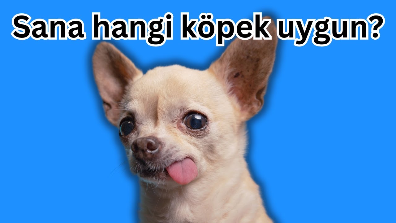 Sana Hangi Köpek Uygun?