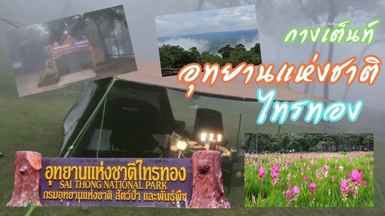 อุทยานไทรทอง ลานกางเต็นท์ผ่าพ่อเมืองทะเลหมอก กางเต็นท์หน้าฝน ดูทุ่งดอกกระเจียว
