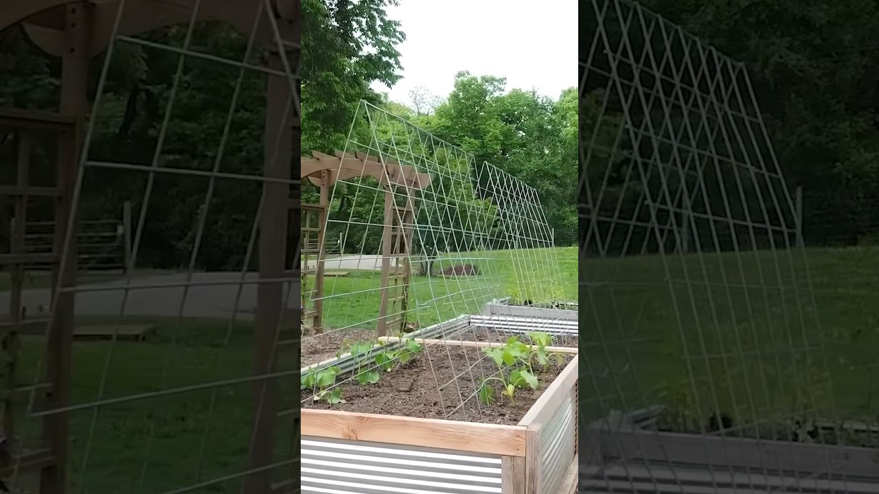 DIY TRELLIS for CUCUMBERS! 🥒