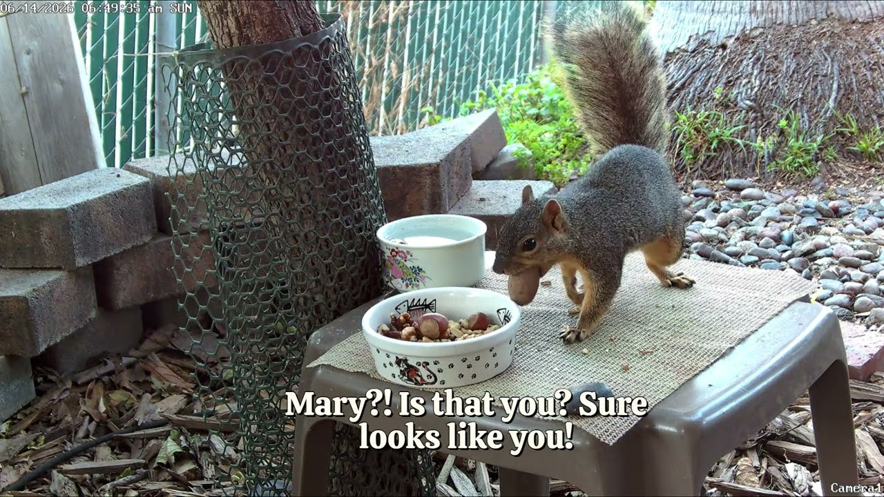 Mary the Squirrel Returns? Sure Looks Like Her!