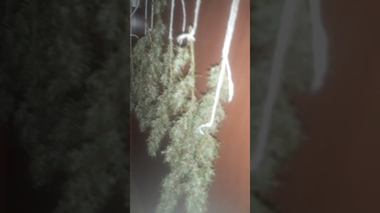 colheita de cannabis sativa