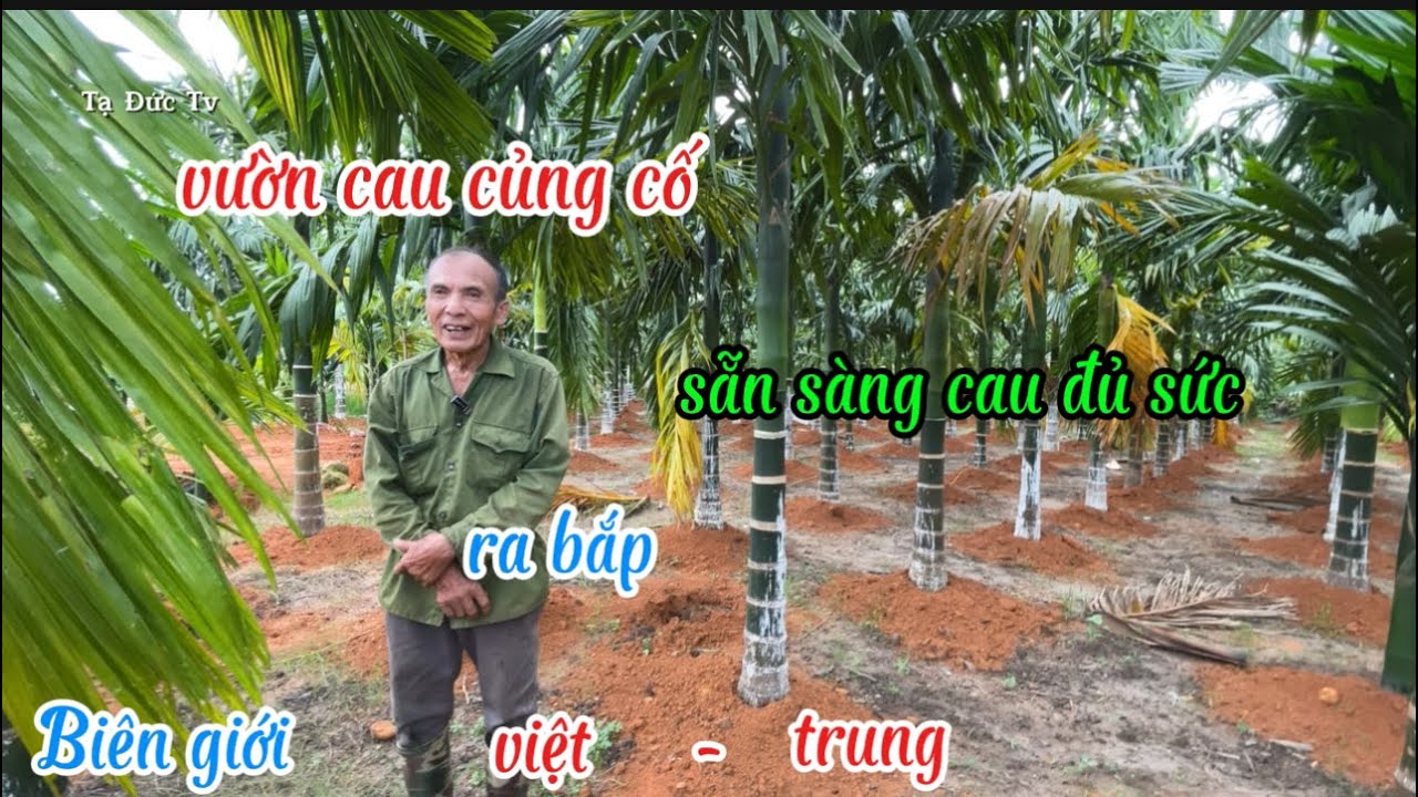 cách chăm cau bốn năm tuổi